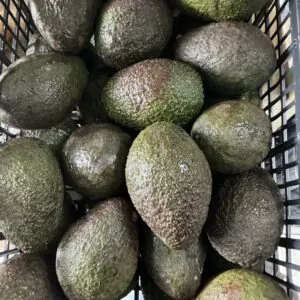°AGUACATE GRANDE