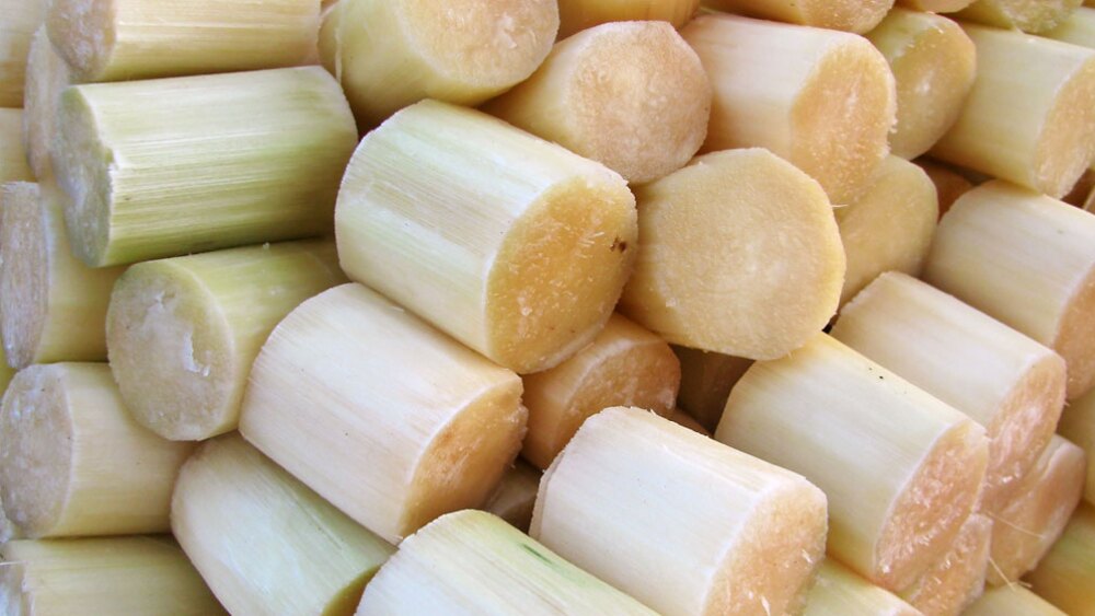 ºBOLSA DE CAÑA (.500g Aprox.)