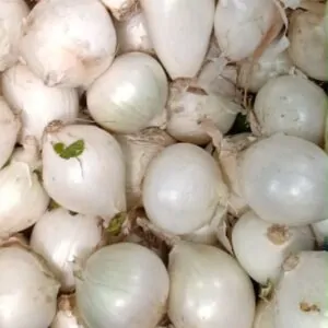 Cebolla Taquera (chica)