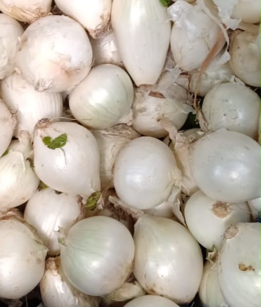 Cebolla Taquera (chica)