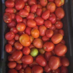 Jitomate Chico para salsa