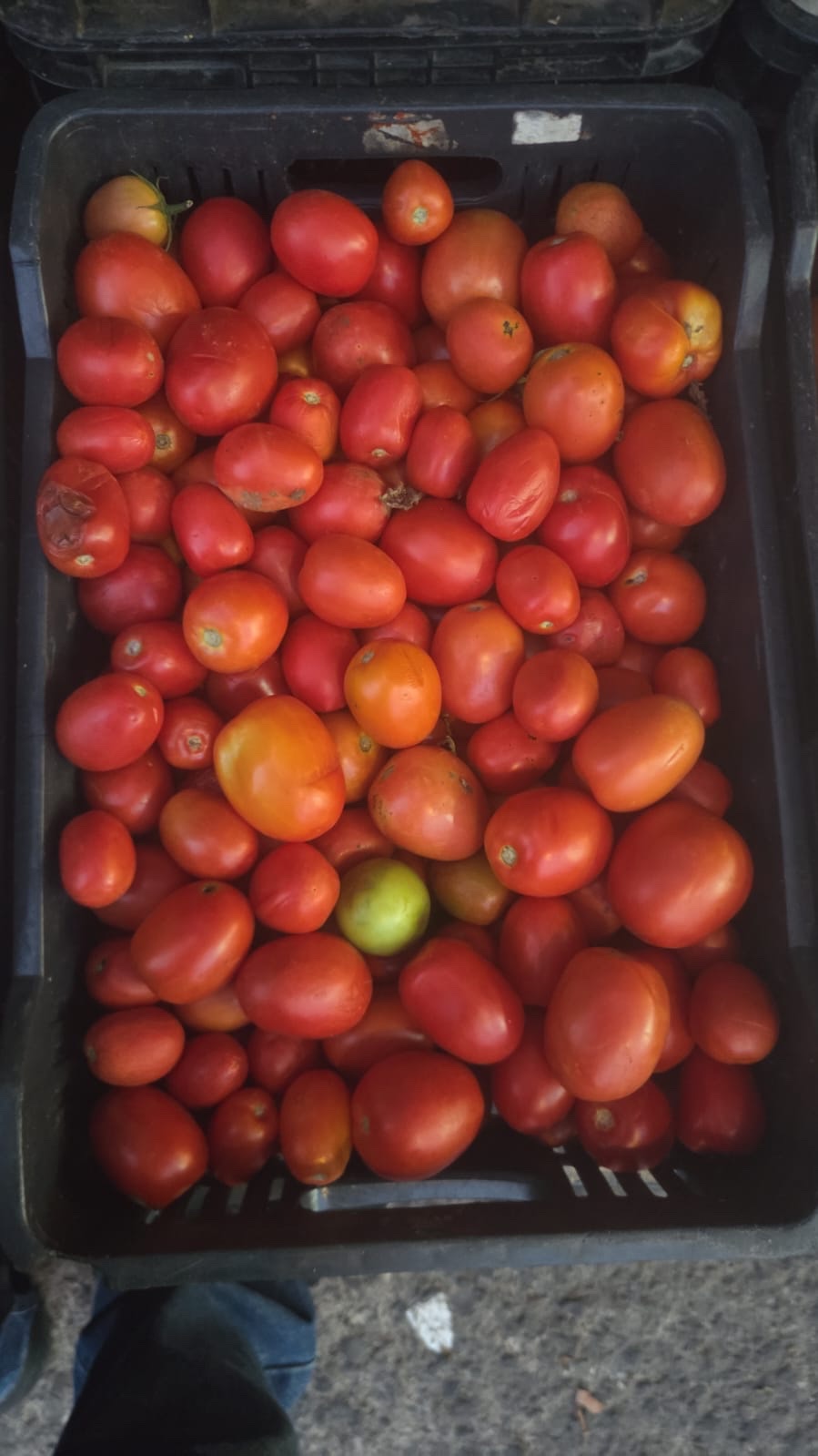 Jitomate Chico para salsa